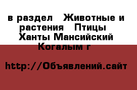  в раздел : Животные и растения » Птицы . Ханты-Мансийский,Когалым г.